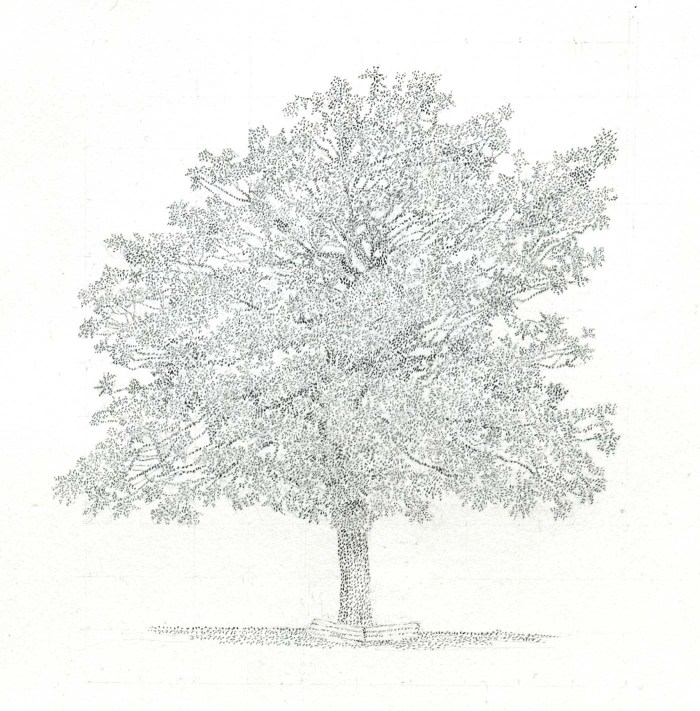 Harker Magnolia 2012 copy